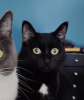 Used Cat Image